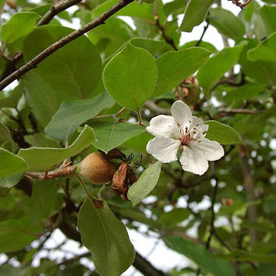 Crab Apple Hedge